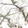 realtree-snow-camo